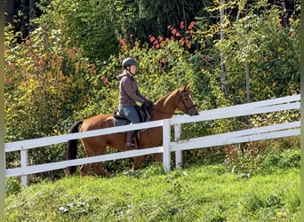 Oldenburger Springpaard, Merrie, 6 Jaar, 158 cm, Vos