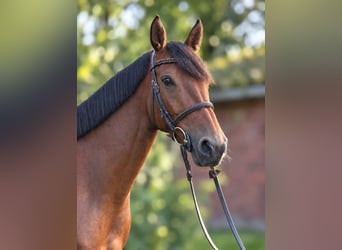 Oldenburger Springpaard, Merrie, 6 Jaar, 164 cm, Bruin