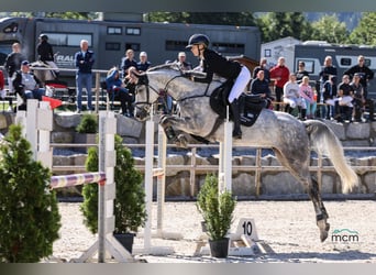 Oldenburger Springpaard, Merrie, 6 Jaar, 164 cm, Schimmel