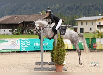 Oldenburger Springpaard, Merrie, 6 Jaar, 164 cm, Schimmel