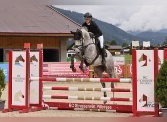 Oldenburger Springpaard, Merrie, 6 Jaar, 164 cm, Schimmel