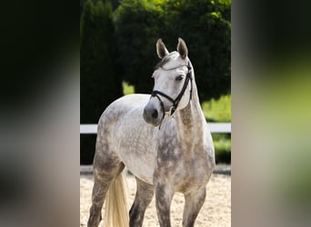 Oldenburger Springpaard, Merrie, 6 Jaar, 164 cm, Schimmel