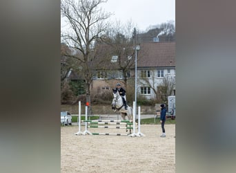 Oldenburger Springpaard, Merrie, 6 Jaar, 165 cm, Schimmel