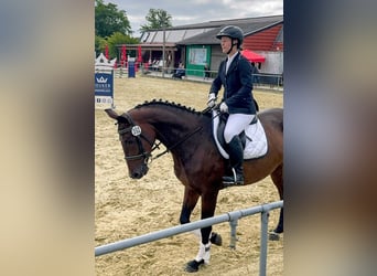 Oldenburger Springpaard, Merrie, 6 Jaar, 166 cm, Donkerbruin