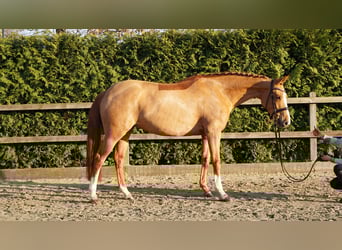 Oldenburger Springpaard, Merrie, 6 Jaar, 166 cm, Vos