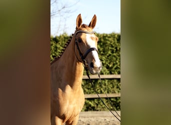 Oldenburger Springpaard, Merrie, 6 Jaar, 166 cm, Vos