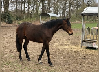 Oldenburger Springpaard, Merrie, 6 Jaar, 167 cm, Bruin