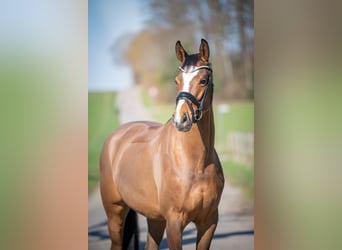 Oldenburger Springpaard, Merrie, 6 Jaar, 167 cm, Bruin