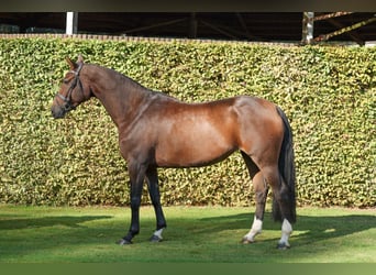 Oldenburger Springpaard, Merrie, 6 Jaar, 167 cm, Bruin