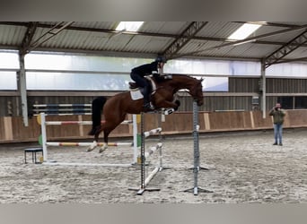 Oldenburger Springpaard, Merrie, 6 Jaar, 168 cm, Bruin