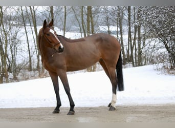 Oldenburger Springpaard, Merrie, 6 Jaar, 168 cm, Bruin