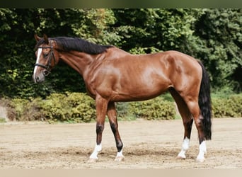 Oldenburger Springpaard, Merrie, 6 Jaar, 168 cm, Bruin