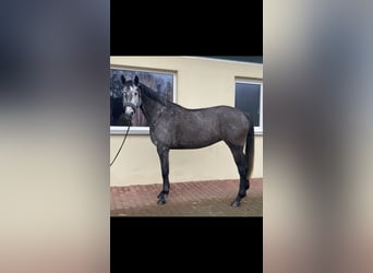 Oldenburger Springpaard, Merrie, 6 Jaar, 169 cm, Zwartschimmel