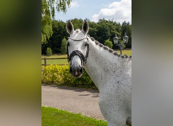 Oldenburger Springpaard, Merrie, 6 Jaar, 170 cm, Schimmel