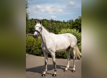 Oldenburger Springpaard, Merrie, 6 Jaar, 170 cm, Schimmel