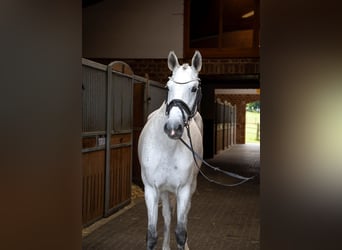 Oldenburger Springpaard, Merrie, 6 Jaar, 170 cm, Schimmel