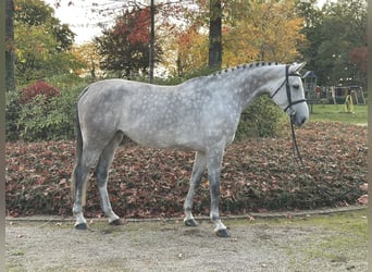 Oldenburger Springpaard, Merrie, 6 Jaar, 170 cm, Schimmel