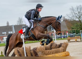 Oldenburger Springpaard, Merrie, 6 Jaar, 172 cm, Bruin