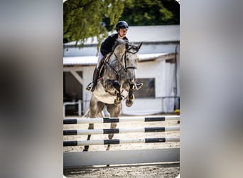 Oldenburger Springpaard, Merrie, 6 Jaar, 172 cm, Schimmel