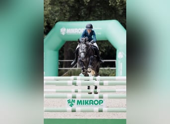Oldenburger Springpaard, Merrie, 6 Jaar, 172 cm, Schimmel