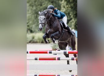 Oldenburger Springpaard, Merrie, 6 Jaar, 172 cm, Schimmel