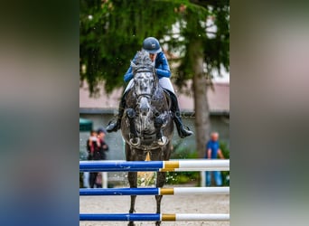 Oldenburger Springpaard, Merrie, 6 Jaar, 172 cm, Schimmel