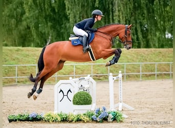 Oldenburger Springpaard, Merrie, 6 Jaar, 174 cm, Bruin