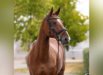 Oldenburger Springpaard, Merrie, 6 Jaar, 174 cm, Bruin