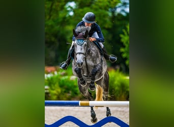 Oldenburger Springpaard, Merrie, 6 Jaar, 175 cm, Schimmel