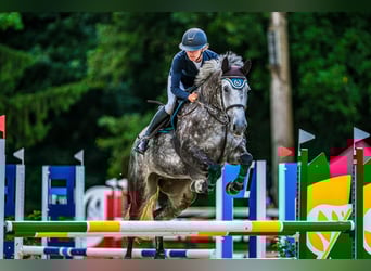 Oldenburger Springpaard, Merrie, 6 Jaar, 175 cm, Schimmel