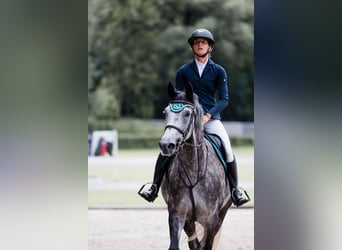 Oldenburger Springpaard, Merrie, 6 Jaar, 175 cm, Schimmel