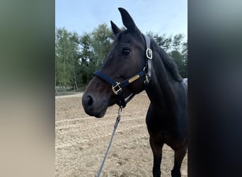 Oldenburger Springpaard, Merrie, 7 Jaar, 160 cm, Bruin