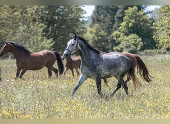 Oldenburger Springpaard, Merrie, 7 Jaar, 163 cm, Schimmel