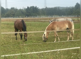 Oldenburger Springpaard, Merrie, 7 Jaar, 164 cm