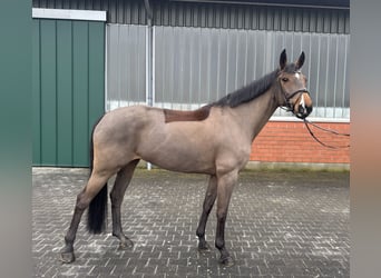 Oldenburger Springpaard, Merrie, 7 Jaar, 165 cm, Bruin