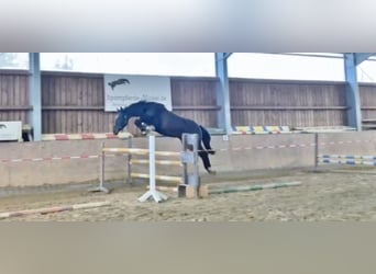 Oldenburger Springpaard, Merrie, 7 Jaar, 166 cm, Donkerbruin