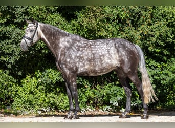 Oldenburger Springpaard, Merrie, 7 Jaar, 167 cm, Appelschimmel