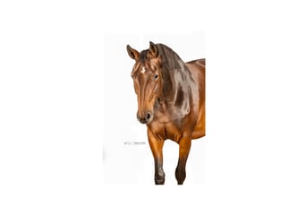Oldenburger Springpaard, Merrie, 7 Jaar, 167 cm, Bruin