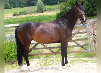 Oldenburger Springpaard, Merrie, 7 Jaar, 167 cm, Zwartbruin