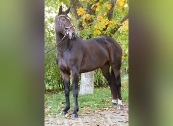 Oldenburger Springpaard, Merrie, 7 Jaar, 168 cm, Donkerbruin