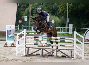 Oldenburger Springpaard, Merrie, 7 Jaar, 168 cm, Donkerbruin