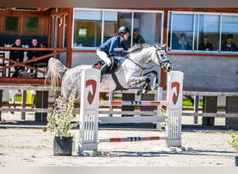 Oldenburger Springpaard, Merrie, 7 Jaar, 168 cm, Schimmel