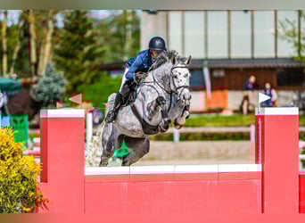Oldenburger Springpaard, Merrie, 7 Jaar, 168 cm, Schimmel