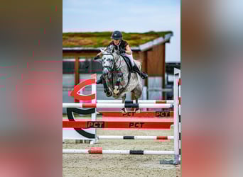 Oldenburger Springpaard, Merrie, 7 Jaar, 168 cm, Schimmel