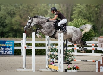 Oldenburger Springpaard, Merrie, 7 Jaar, 168 cm, Schimmel