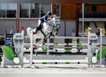 Oldenburger Springpaard, Merrie, 7 Jaar, 168 cm, Schimmel