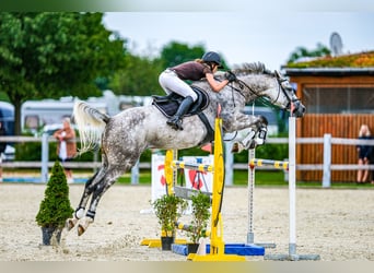Oldenburger Springpaard, Merrie, 7 Jaar, 168 cm, Schimmel