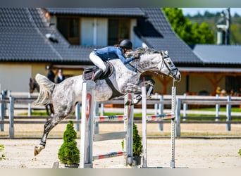 Oldenburger Springpaard, Merrie, 7 Jaar, 168 cm, Schimmel