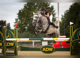 Oldenburger Springpaard, Merrie, 7 Jaar, 168 cm, Schimmel