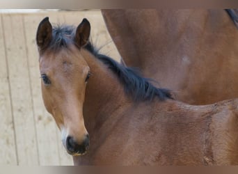 Oldenburger Springpaard, Merrie, 7 Jaar, 169 cm, Bruin